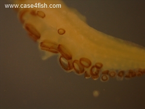 Foto Galerie/Cephalopoda/Alloteuthis subulatus/Alloteuthis subulatus_07_S.jpg